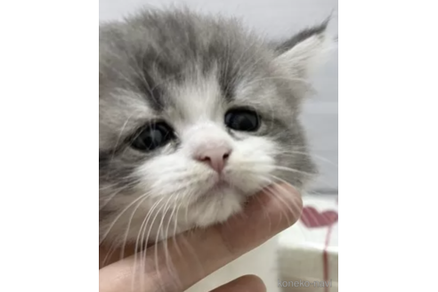 成約済の京都府のその他の猫種-80431の5枚目